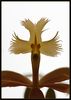 Epidendrum_einzelbluete.jpg