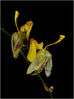 Orchidee_M3P0059.jpg