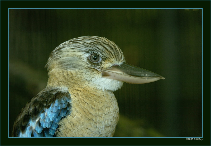 Der Lachende Hans
oder auch Laughing Jack genannt, hier im Zoo von Singapur
Schlüsselwörter: Lachender Hans, Dacelo gigas, Singapur