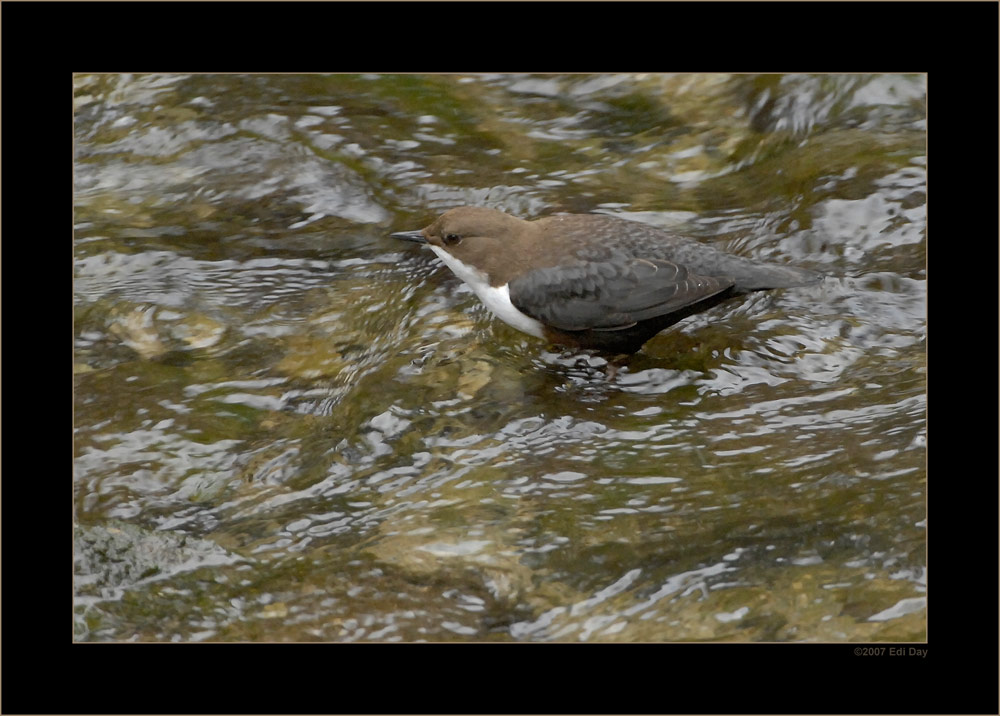 Wasseramsel
Schlüsselwörter: Wasseramsel, Cinclus cinclus, Küsnacht, Küsnachter Tobel