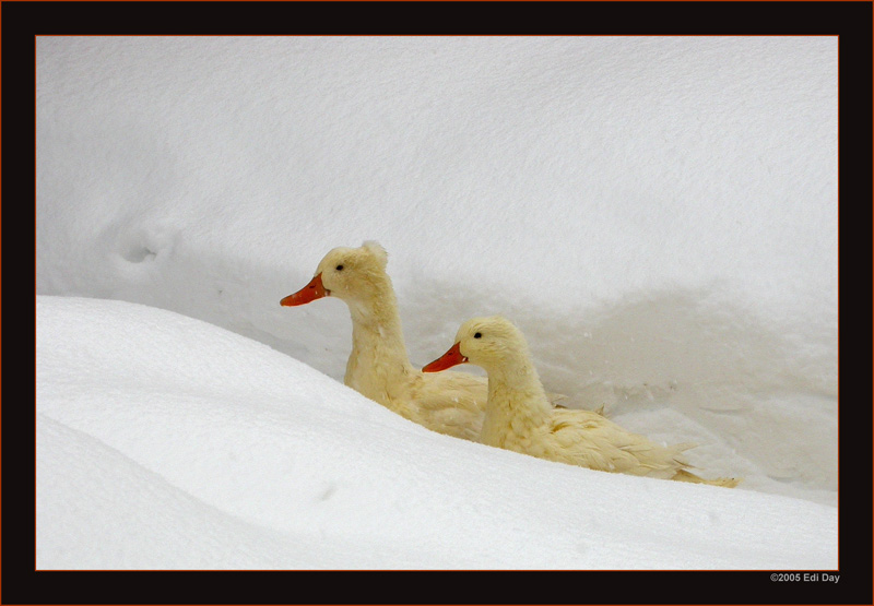 Weiss auf Weiss
Enten im Schnee, auf einem Bauernhof in Flims
Schlüsselwörter: Enten
