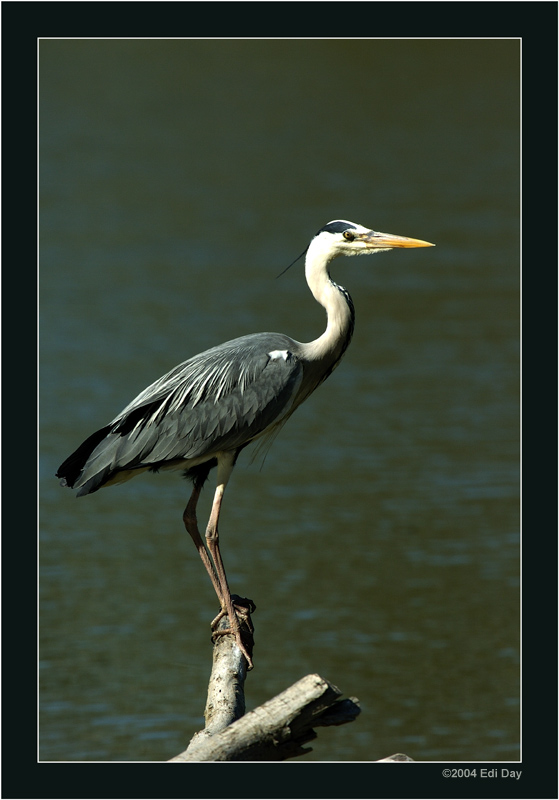 Graureiher
Ardea cinerea - Les Dombes, France
Nikon D2H - AF-S VR 200-400mm f/4.0 G - 1.7x Conv.
500mm - 1/320s - f/10 - ISO 250
Schlüsselwörter: Graureiher, Ardea cinerea