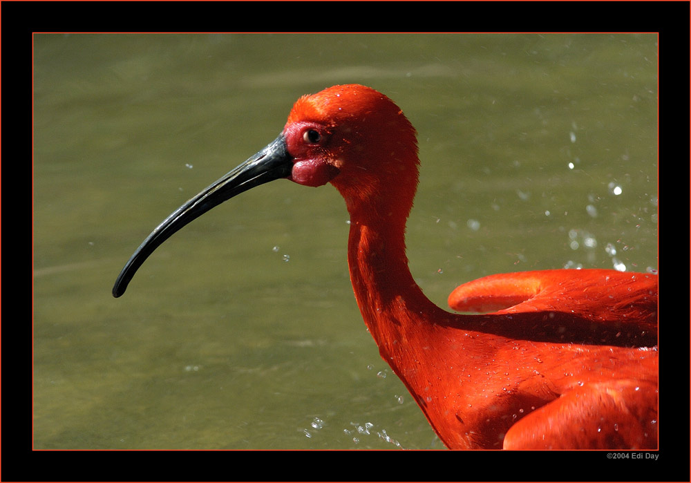 roter Ibis
