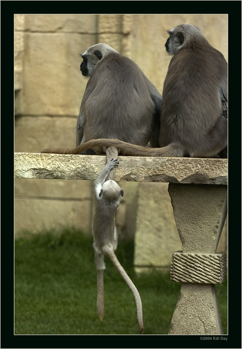 Kletterseil
ohne Kommentar
Schlüsselwörter: Zoo Hannover, Tempelaffe