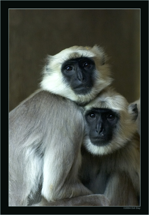 Zuneigung
im Zoo von Hannover im Rahmen des EPIG-Treffens 2004
