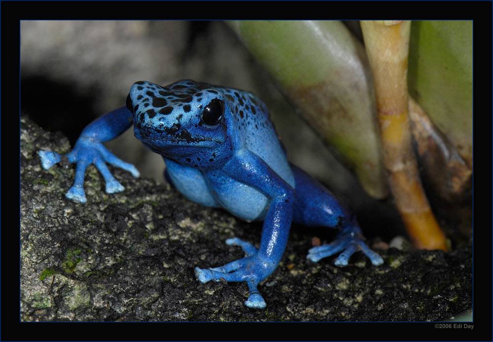 blauer Pfeilgiftfrosch
aus dem südamerikanischen Surinam
Schlüsselwörter: blauer Pfeilgiftfrosch