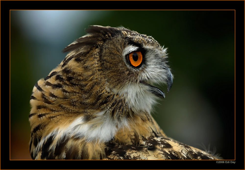Uhu
Greifvogelvorführung Museumsnacht Zürich
Schlüsselwörter: Uhu, Bubo bubo, Greifvögel