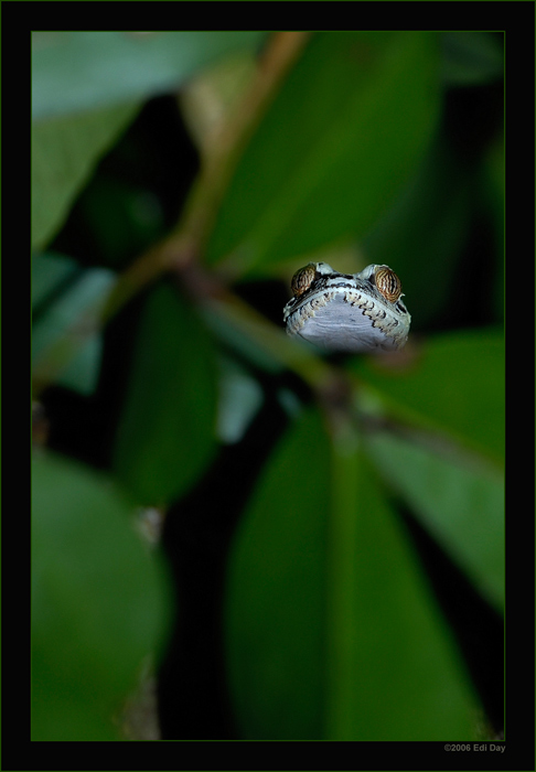 Uroplatus fimbriatus
Schlüsselwörter: Uroplatus fimbriatus, Plattschwanzgecko, Masoalahalle, Zoo Zürich, Madagaskar