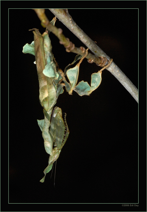 Gottesanbeterin
Schlüsselwörter: Mantis, Gottesanbeterin