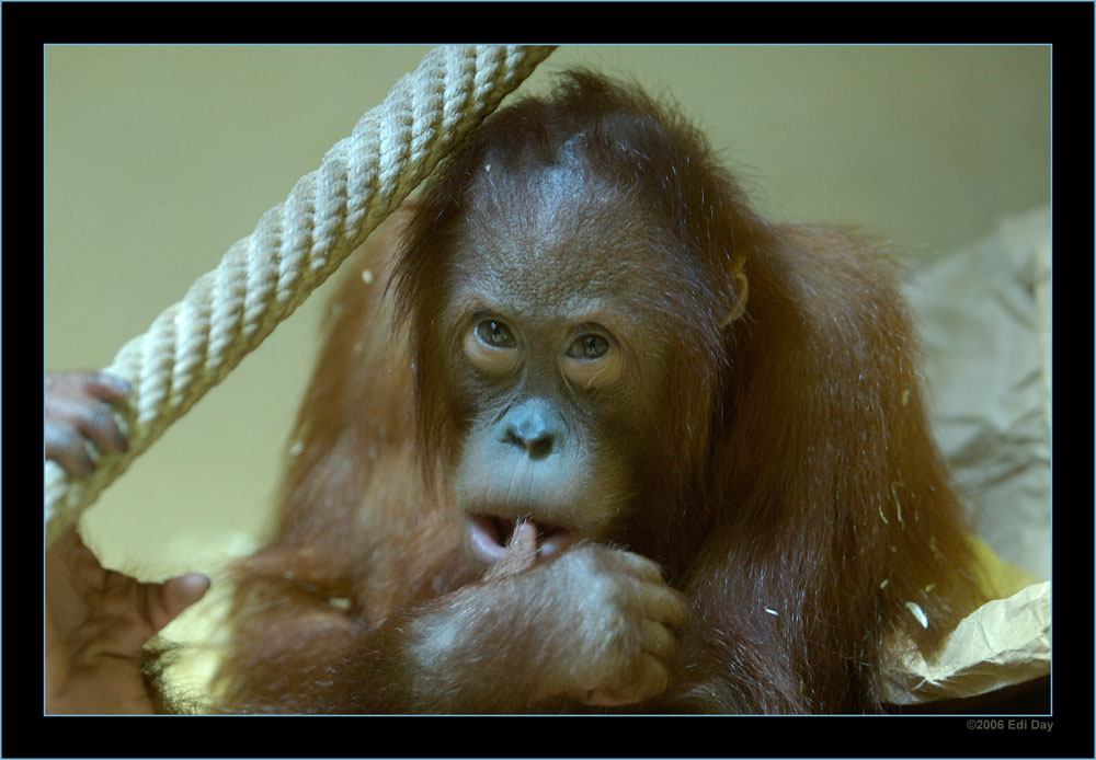 Hmmmm....
Schlüsselwörter: Orang Utang, Zoo Zürich, Zürcher Zoo, Pongo pygmaeus