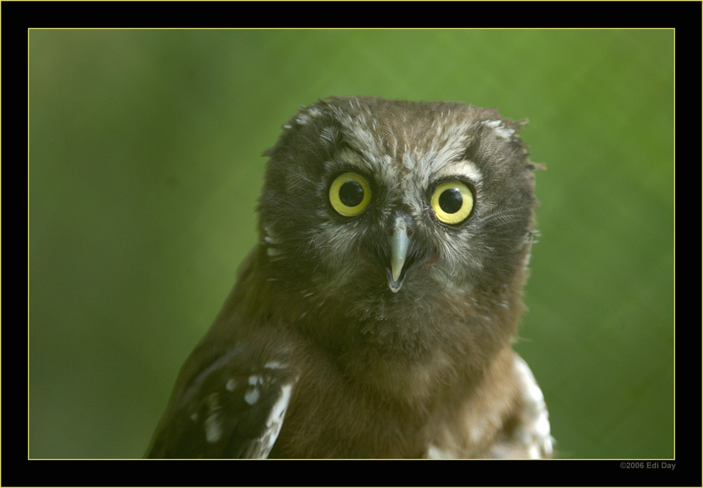 Rauhfusskauz
Der Rauhfusskauz ist ein typischer Bewohner des nördlichen Nadelwaldes, sein Vorkommen in Europa schliesst auch die Schweiz ein. Den Namen erhielt er auf Grund seiner pelzartig dicht befiederten Füsse und Zehen (‚Rauch’ frühere Bezeichnung für Pelz, ‚Rauchfüssiger Kauz’).
Anfangs April sind nach einer Brutdauer von rund 27 Tagen zwei Rauhfusskäuze geschlüpft. Ihr anfänglich dichtes weisse Daunenkleid hat sich zum schokobraunen Jugendkleid gewandelt. Am 9. Mai sind die beiden Jungvögel ausgeflogen. 
Schlüsselwörter: Rauhfusskauz, Zoo, Zürich, Aegolius funereus