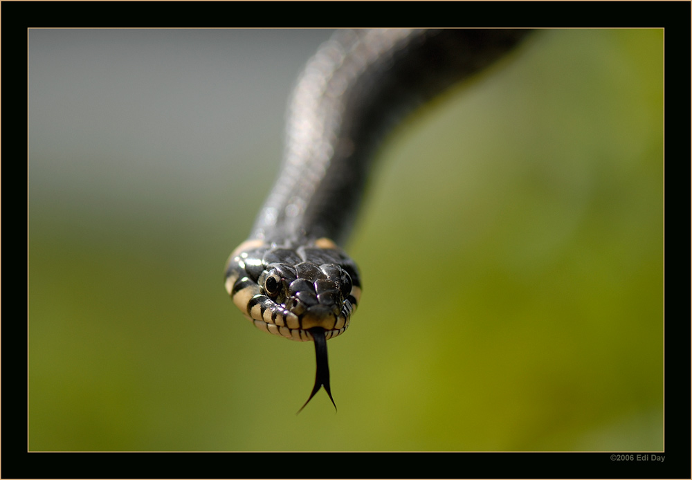Ringelnatter
sind in den Feuchtgebieten nicht selten anzutreffen
Schlüsselwörter: Ringelnatter, Natrix natrix, Polen