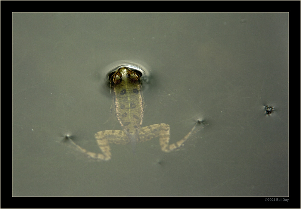 12mm
gerade mal so gross ist dieser kleine Frosch
