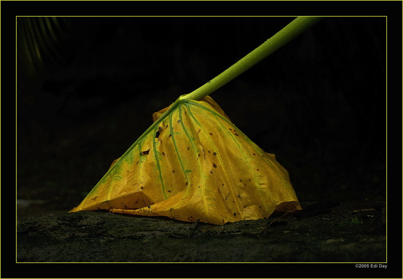 Welk...
...ist dieses grosse Blatt dieses Aronstabes
