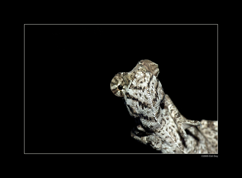 im Fokus
Schlüsselwörter: Masoalahalle, Madagaskar, Zoo Zürich, zürcher Zoo, chamäleon