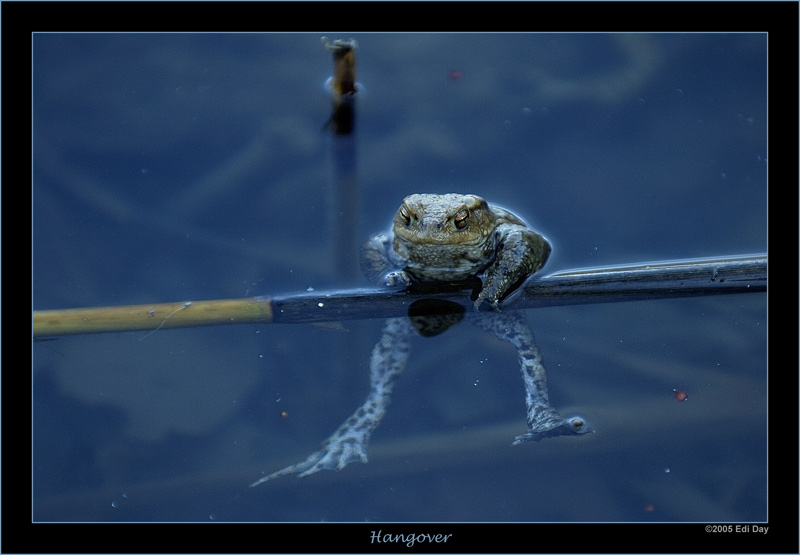 Hangover
was hat diesen Kröterich wohl so geschafft?
Schlüsselwörter: Erdkröte, Bufo bufo