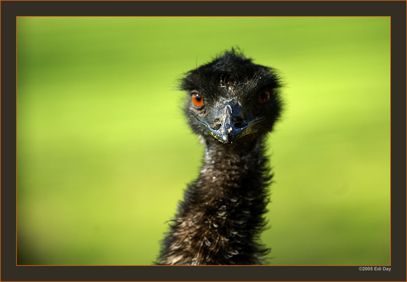 Emu
australischer Laufvogel
Schlüsselwörter: Dromaius novaehollandiae, Emu, Australien, Zoo Zürich