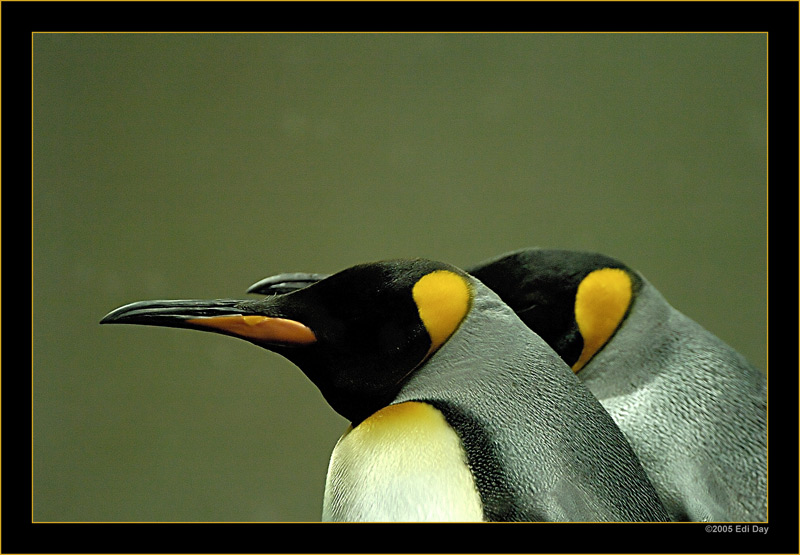 gestaffelt
Kaiserpinguine im zürcher Zoo
Schlüsselwörter: Kaiserpinguin, Zoo Zürich, Aptenodytes forsteri