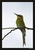 _DAY8439_n7_Swallow Tailed Bee-eater.jpg