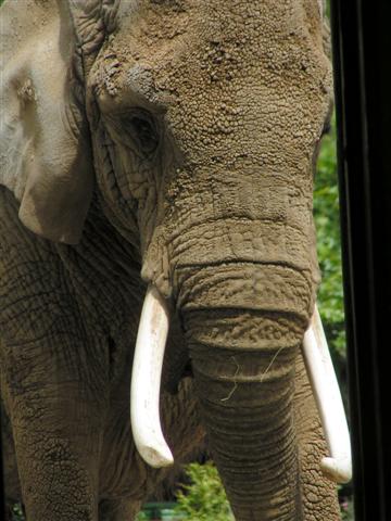Elefant
Ich befand mich im Elefantenhaus, und drückte auf den Auslöser, als dieser Bulle herein spazierte.
