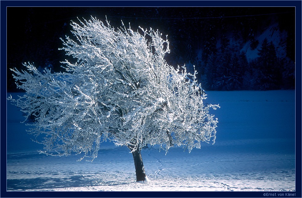 Winterstille
Nikon F5 80 - 200mm
Schlüsselwörter: Einsamer Baum, vom Leben gezeichnet
