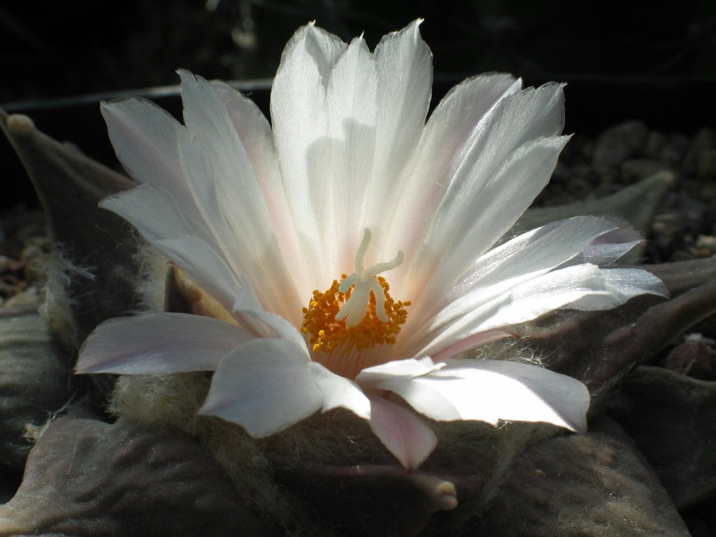 Ariocarpus retusus
Ariocarpus retusus genießt die letzten Sonnenstrahlen eines Tages
Schlüsselwörter: Ariocarpus retusus