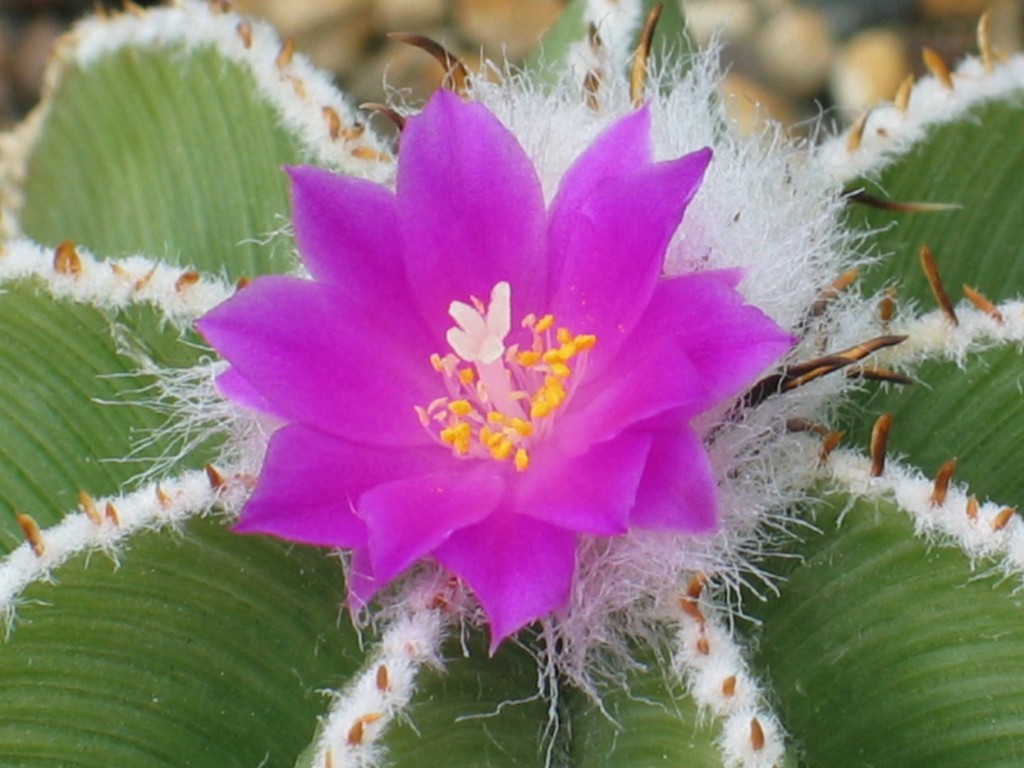 Aztekium hintonii
Aztekium hintonii als gepfropfte Jungpflanze blüht zum ersten Mal
Schlüsselwörter: Aztekium hintonii