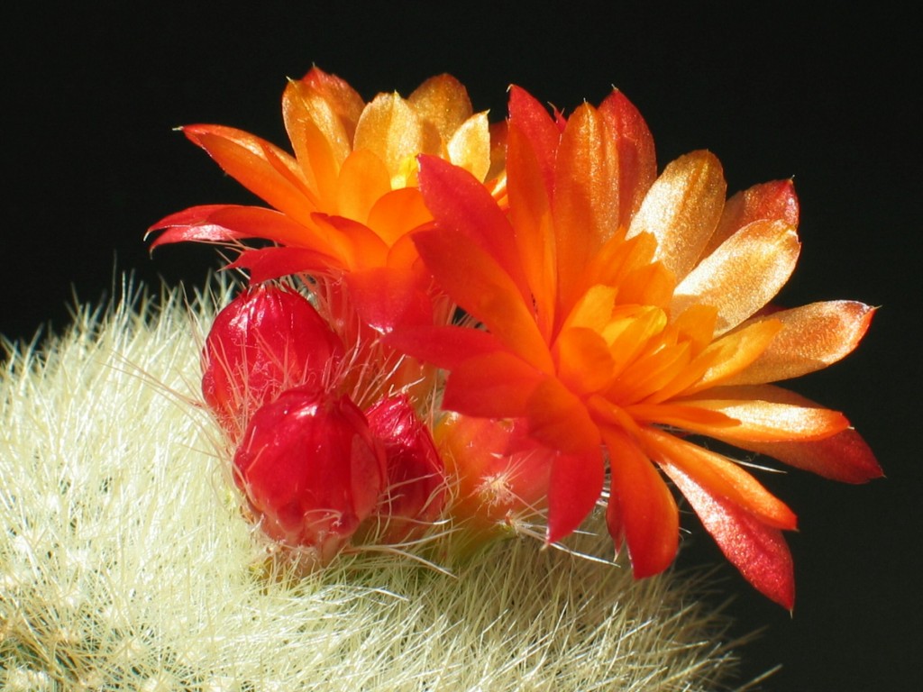 Brasilicactus haselbergii
Schlüsselwörter: Brasilicactus haselbergii