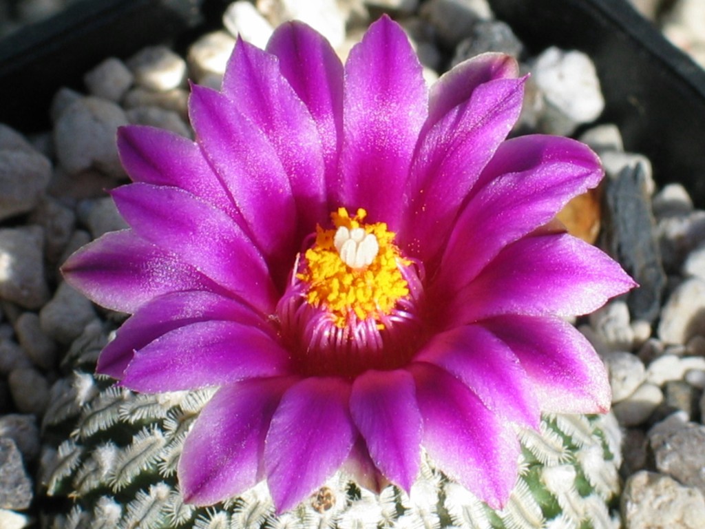 Turbinicarpus pseudopectinatus
Schlüsselwörter: Turbinicarpus pseudopectinatus