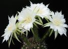 Echinopsis-menzozae.JPG