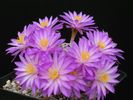 Mammillaria-theresae.JPG