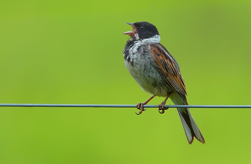 "Nur"
Wenn sie Lust und gute Laune haben, sind die Rohrammer bereit für einige Sekunden ein Lied in die Welt hinaus zu schmettern
Schlüsselwörter: Singvögel,Rohrammer