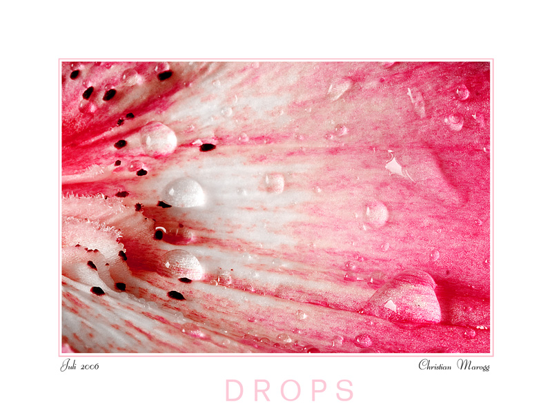 Drops
Schlüsselwörter: Blume, Blumen, Blumenstrauss, Liebe, Versöhnung, Frühling, Sommer