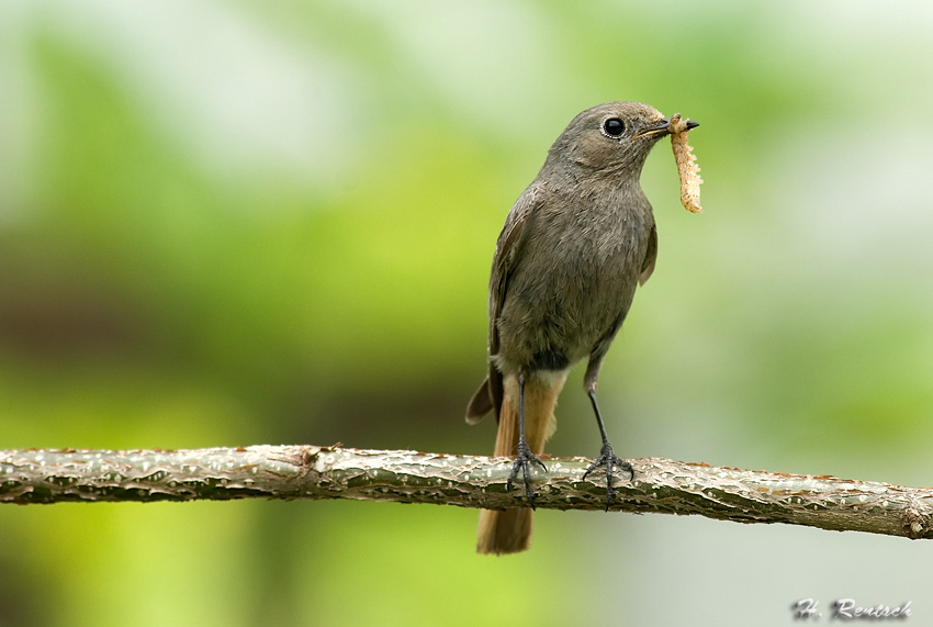 Hausrotschwanz
Hat zur Zeit viel Arbeit die Jungen zu füttern
Schlüsselwörter: Hausrotschwanz