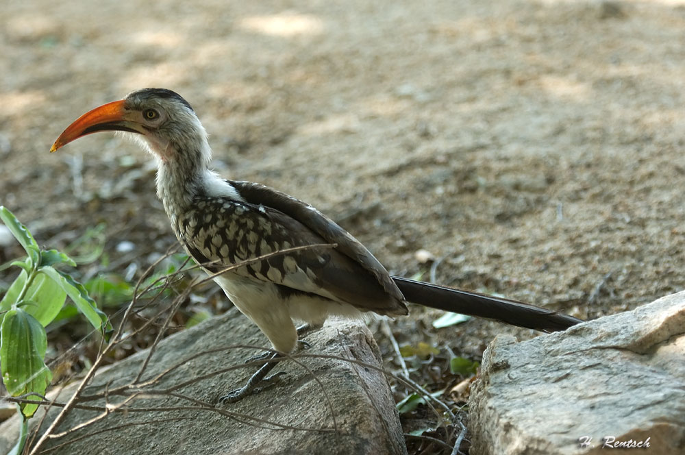 Rotschnabel Toko
Schlüsselwörter: Rotschnabel Toko, Südafrika, Krügerpark