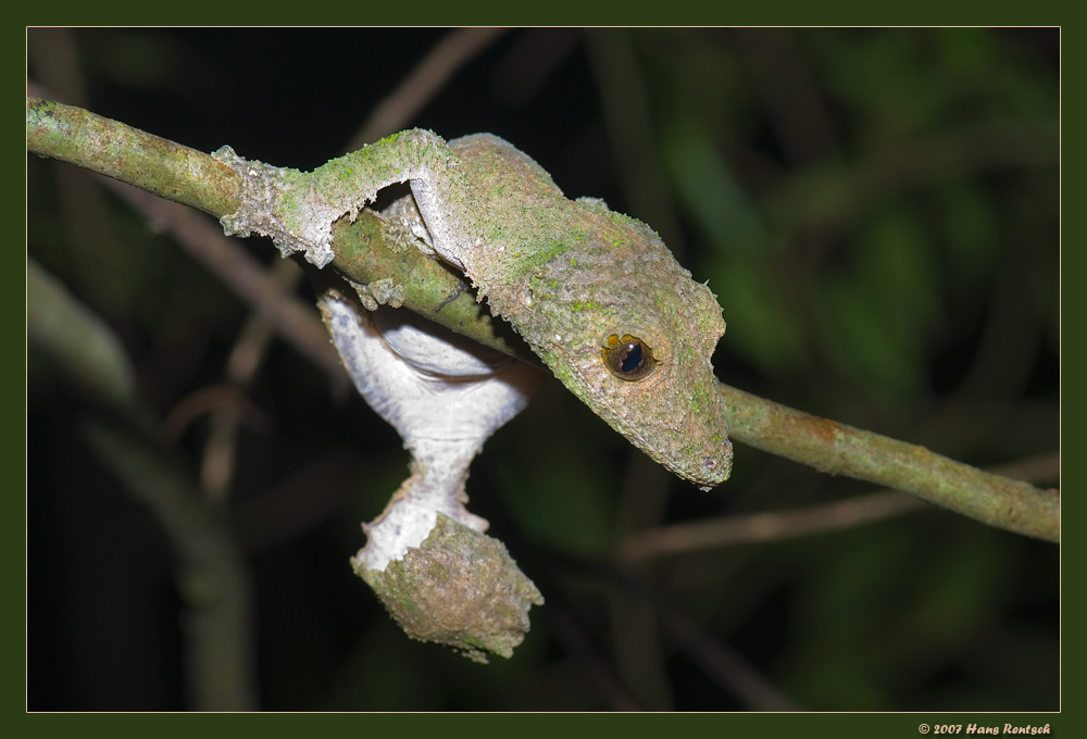 Uroplatus
Aufnahme entstand während einem Nachtspaziergang in der Montagne d'Ambre Madagaskar
Schlüsselwörter: Uroplatus, Montagne 'dambre, Madagaskar, Wildlife