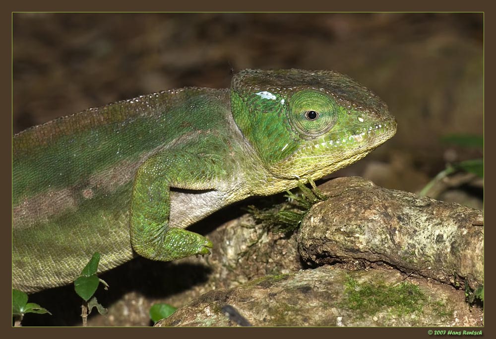 Chamäleon im Regenwald Montagne d'Ambre Madagaskar
Schlüsselwörter: Chamaeleon, Montagne d'Ambre, Madagaskar