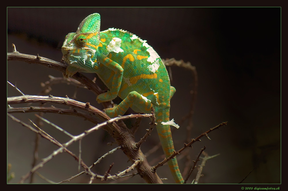 Jemen Chamäleon
Aufnahme aus dem Kölner Zoo
Schlüsselwörter: Jemen Chamäleon, Chamaeleon