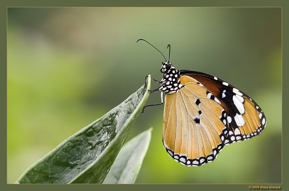 Kleiner Tiger
Schlüsselwörter: Schmetterling; Kleiner Tiger