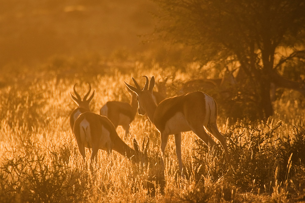 Abend-Sonne in der Kalahari
Schlüsselwörter: Kalahari,Südafrika,afrika,sonne