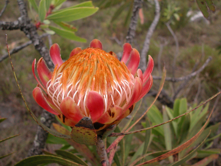 Protea caffra
Schlüsselwörter: Protea caffra,Südafrika,Oribi Gorge