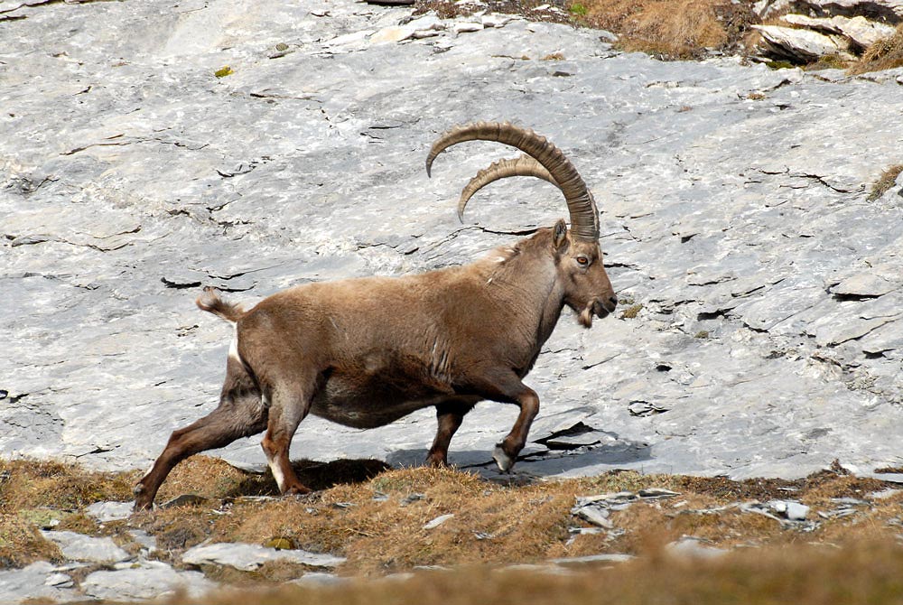 Der König der Berge

