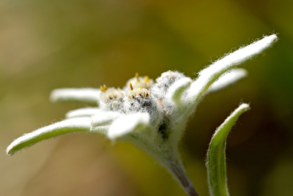 Edelweiss
Leider findet man sie immer seltener!
Schlüsselwörter: Edelweiss, Korbblütengewächs, Alpines Löwenfüsschen,
