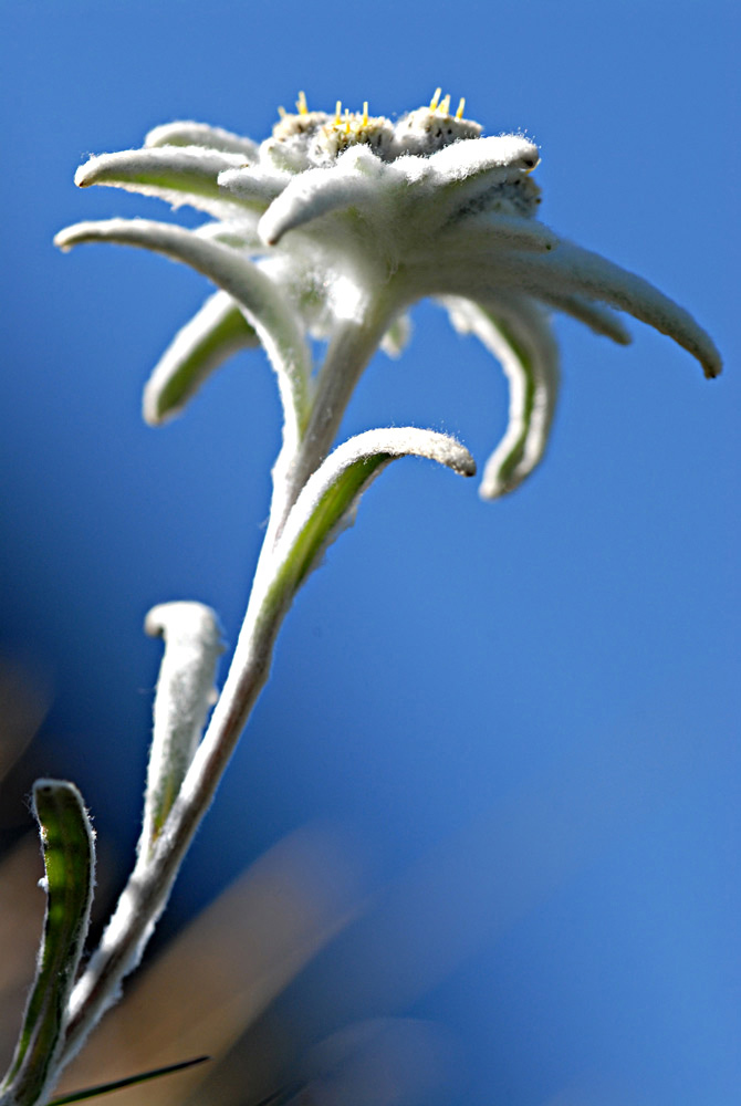 Edelweiss
Schlüsselwörter: Edelweiss, Korbblütengewächs, Alpines Löwenfüsschen,