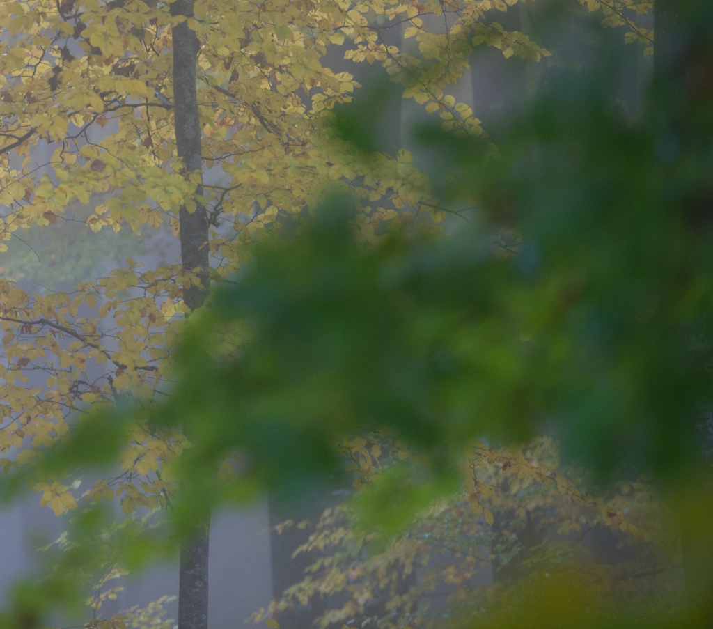 Herbst im Krumbacher Wald
Schlüsselwörter: Wald, Herbst, grün,gelb, Farben